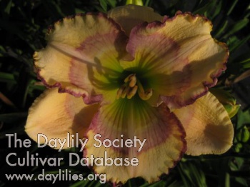 Daylily Unlock Your Dreams